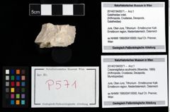 Foto (Objekt + Etikett) von Cracensigillatus acutirostris (Moericke, 1889)  (NHMW-GEO-2014-0194-0571)